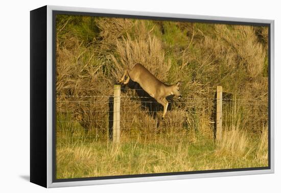 Roe Deer (Capreolus Capreolus) Doe Jumping Stock Fence, Scotland, UK, November 2011-Mark Hamblin-Framed Premier Image Canvas