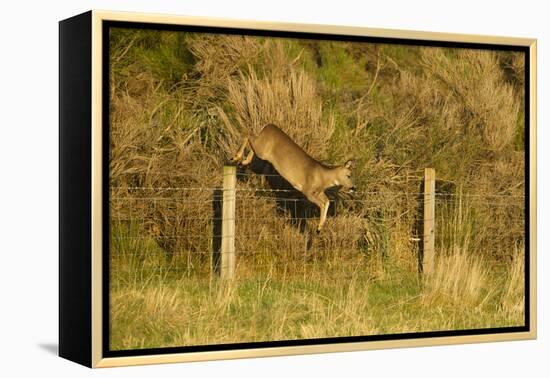 Roe Deer (Capreolus Capreolus) Doe Jumping Stock Fence, Scotland, UK, November 2011-Mark Hamblin-Framed Premier Image Canvas