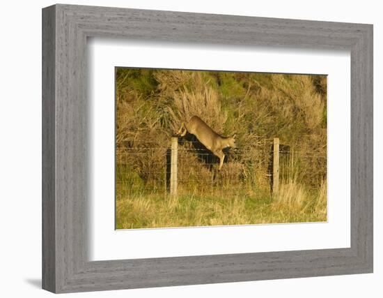 Roe Deer (Capreolus Capreolus) Doe Jumping Stock Fence, Scotland, UK, November 2011-Mark Hamblin-Framed Photographic Print