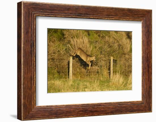 Roe Deer (Capreolus Capreolus) Doe Jumping Stock Fence, Scotland, UK, November 2011-Mark Hamblin-Framed Photographic Print