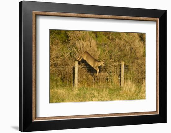 Roe Deer (Capreolus Capreolus) Doe Jumping Stock Fence, Scotland, UK, November 2011-Mark Hamblin-Framed Photographic Print