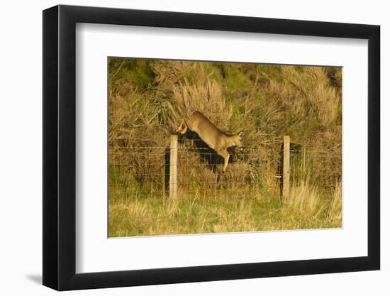 Roe Deer (Capreolus Capreolus) Doe Jumping Stock Fence, Scotland, UK, November 2011-Mark Hamblin-Framed Photographic Print