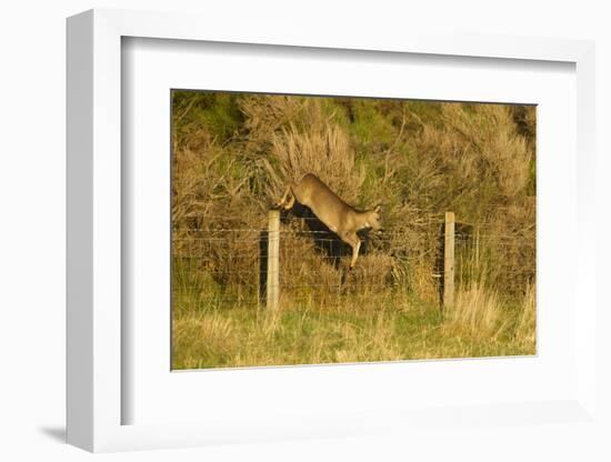 Roe Deer (Capreolus Capreolus) Doe Jumping Stock Fence, Scotland, UK, November 2011-Mark Hamblin-Framed Photographic Print