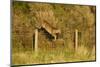 Roe Deer (Capreolus Capreolus) Doe Jumping Stock Fence, Scotland, UK, November 2011-Mark Hamblin-Mounted Photographic Print