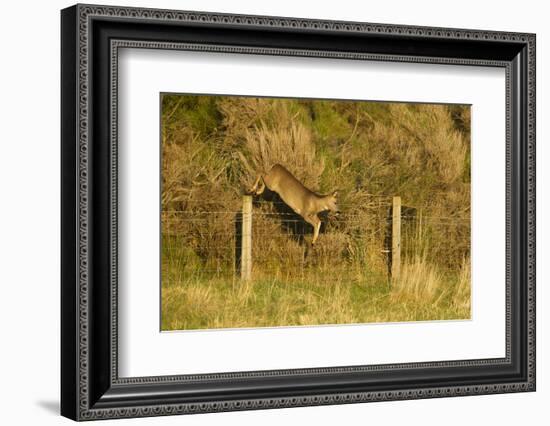 Roe Deer (Capreolus Capreolus) Doe Jumping Stock Fence, Scotland, UK, November 2011-Mark Hamblin-Framed Photographic Print