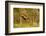 Roe Deer (Capreolus Capreolus) Doe Jumping Stock Fence, Scotland, UK, November 2011-Mark Hamblin-Framed Photographic Print