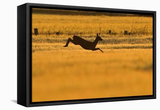 Roe Deer (Capreolus Capreolus) Doe Leaping Through Barley Field in Dawn Light. Perthshire, Scotland-Fergus Gill-Framed Premier Image Canvas