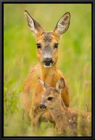 'Roe Deer (Capreolus Capreolus), Doe with Fawn, Germany, Brandenburg'  Photographic Print - Blickwinkel | Art.com