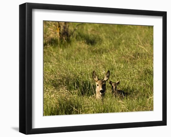 Roe Deer (Capreolus Capreolus) Lying in Long Grass with Fawn, Matsalu National Park, Estonia, May-Rautiainen-Framed Photographic Print