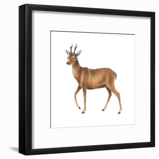 Roe Deer (Capreolus), Mammals-Encyclopaedia Britannica-Framed Art Print