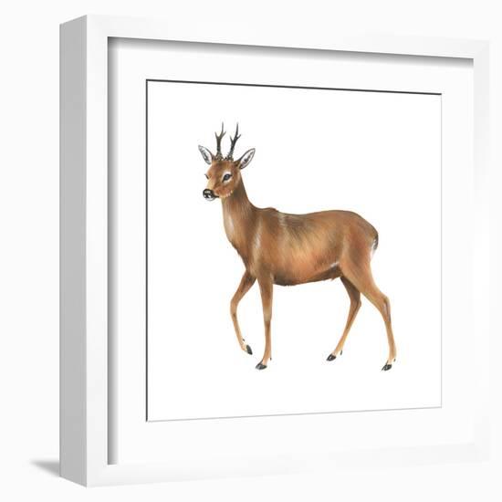 Roe Deer (Capreolus), Mammals-Encyclopaedia Britannica-Framed Art Print