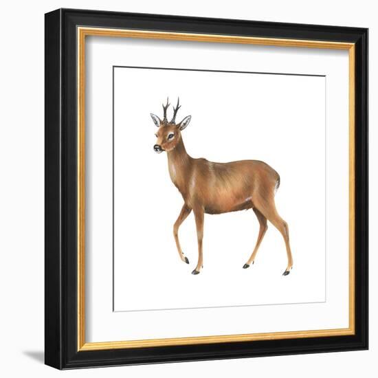 Roe Deer (Capreolus), Mammals-Encyclopaedia Britannica-Framed Art Print