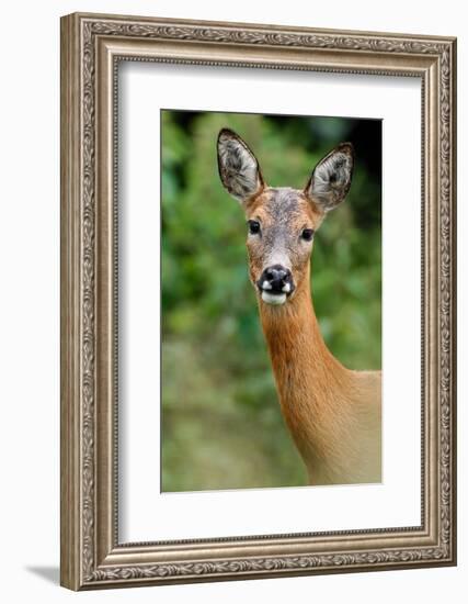 Roe deer doe, Fife, Scotland-Laurie Campbell-Framed Photographic Print