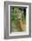 Roe deer doe, Fife, Scotland-Laurie Campbell-Framed Photographic Print