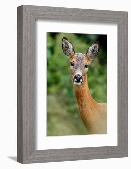 Roe deer doe, Fife, Scotland-Laurie Campbell-Framed Photographic Print