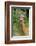 Roe deer doe, Fife, Scotland-Laurie Campbell-Framed Photographic Print