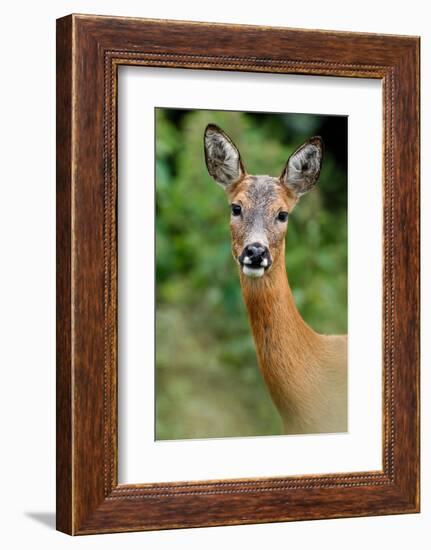 Roe deer doe, Fife, Scotland-Laurie Campbell-Framed Photographic Print