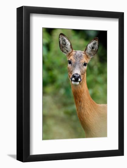 Roe deer doe, Fife, Scotland-Laurie Campbell-Framed Photographic Print