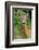 Roe deer doe, Fife, Scotland-Laurie Campbell-Framed Photographic Print