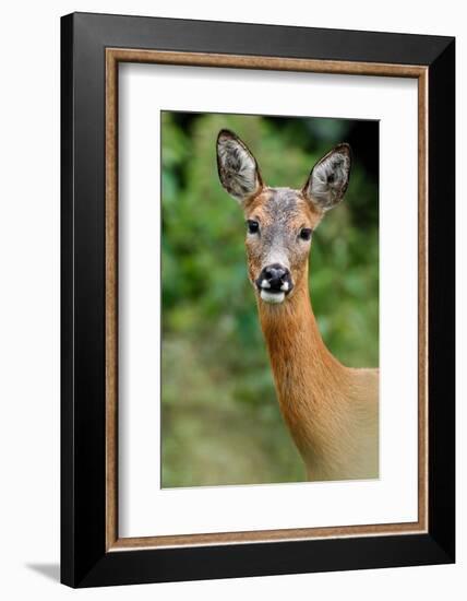 Roe deer doe, Fife, Scotland-Laurie Campbell-Framed Photographic Print