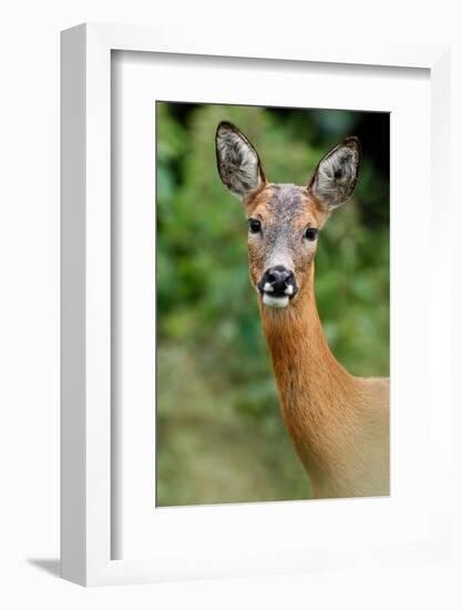 Roe deer doe, Fife, Scotland-Laurie Campbell-Framed Photographic Print