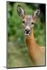 Roe deer doe, Fife, Scotland-Laurie Campbell-Mounted Photographic Print