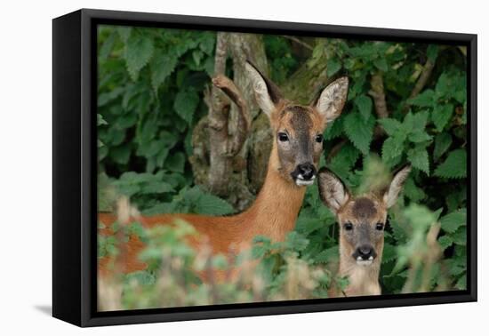 Roe deer doe with fawn standing in hedgerow, Scotland-Laurie Campbell-Framed Premier Image Canvas