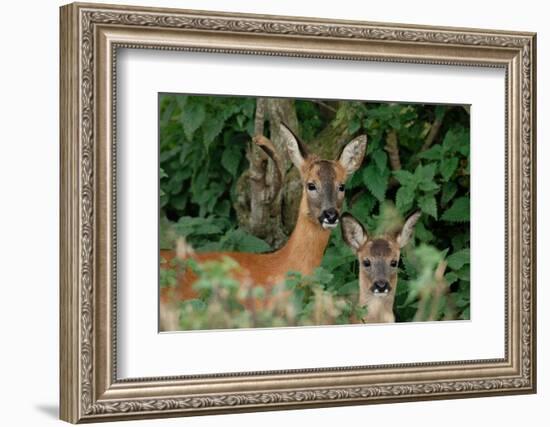 Roe deer doe with fawn standing in hedgerow, Scotland-Laurie Campbell-Framed Photographic Print