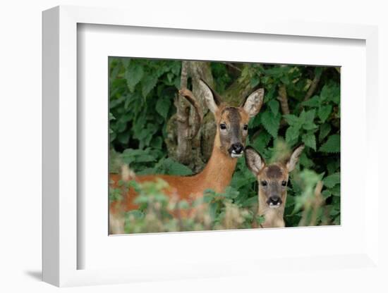 Roe deer doe with fawn standing in hedgerow, Scotland-Laurie Campbell-Framed Photographic Print