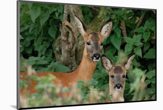 Roe deer doe with fawn standing in hedgerow, Scotland-Laurie Campbell-Mounted Photographic Print