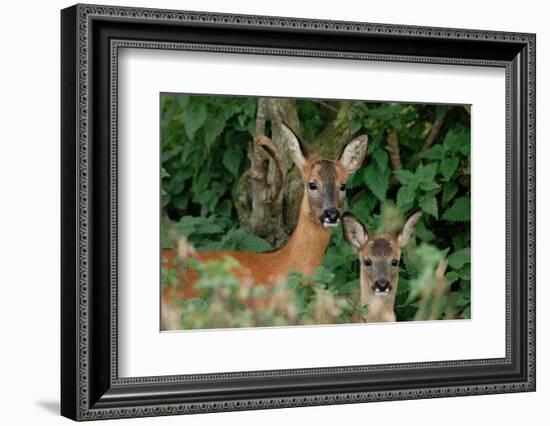 Roe deer doe with fawn standing in hedgerow, Scotland-Laurie Campbell-Framed Photographic Print