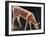 Roe Deer Drinking-Niko Pirosmani-Framed Giclee Print