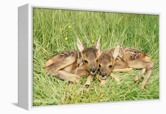 Roe Deer Fawns-null-Framed Premier Image Canvas