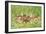 Roe Deer Fawns-null-Framed Photographic Print