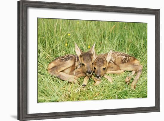 Roe Deer Fawns-null-Framed Photographic Print