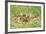 Roe Deer Fawns-null-Framed Photographic Print