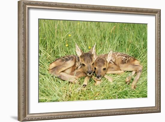 Roe Deer Fawns-null-Framed Photographic Print