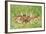 Roe Deer Fawns-null-Framed Photographic Print