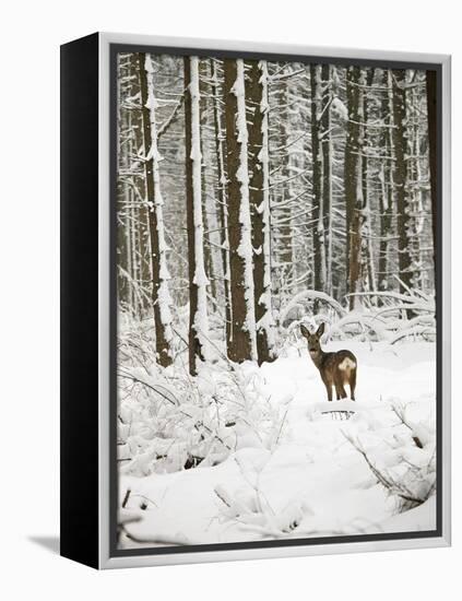 Roe Deer in Snow-null-Framed Premier Image Canvas