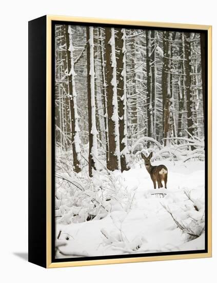 Roe Deer in Snow-null-Framed Premier Image Canvas