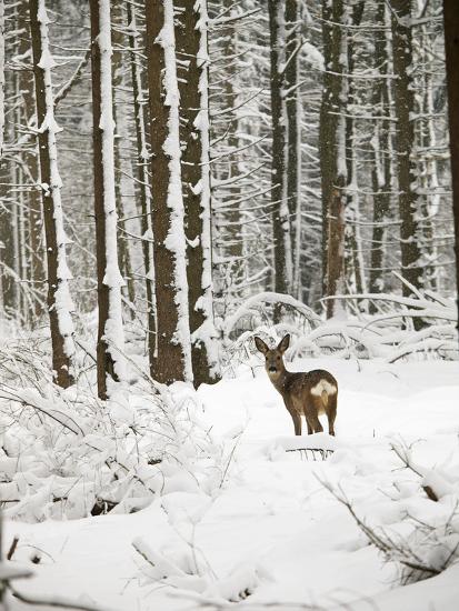 Premium Photographic Print, , large