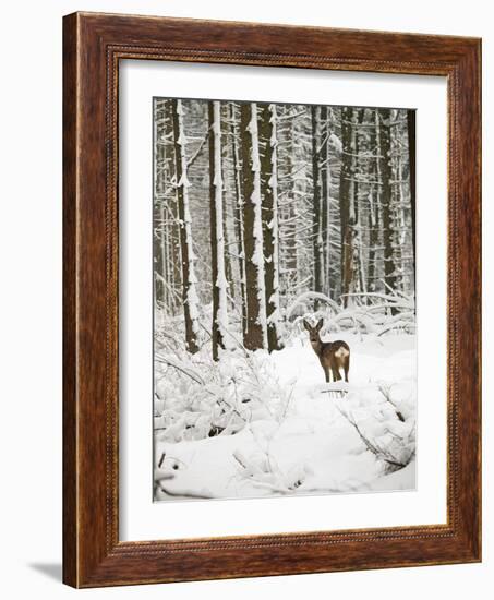 Roe Deer in Snow-null-Framed Photographic Print