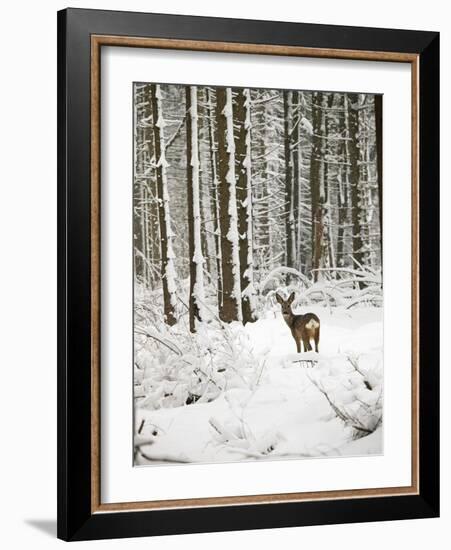 Roe Deer in Snow-null-Framed Photographic Print