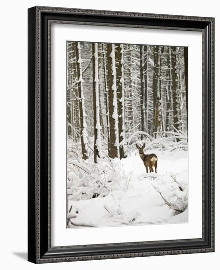 Roe Deer in Snow-null-Framed Photographic Print