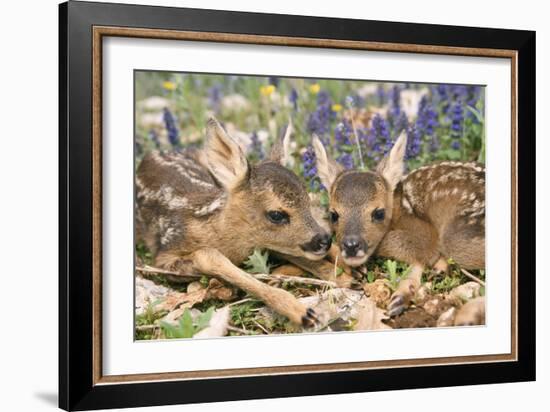 Roe Deer Two Young-null-Framed Photographic Print