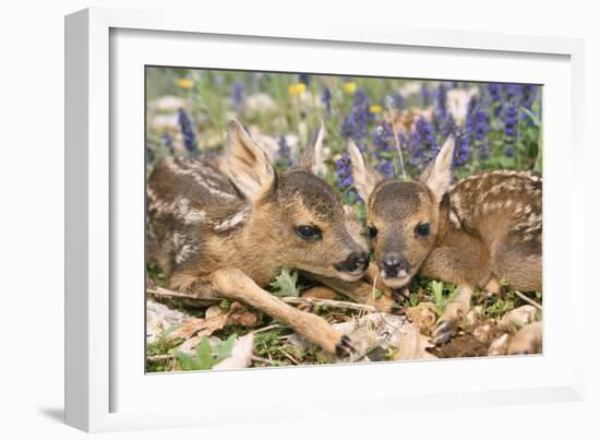 Roe Deer Two Young-null-Framed Photographic Print