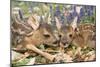 Roe Deer Two Young-null-Mounted Photographic Print