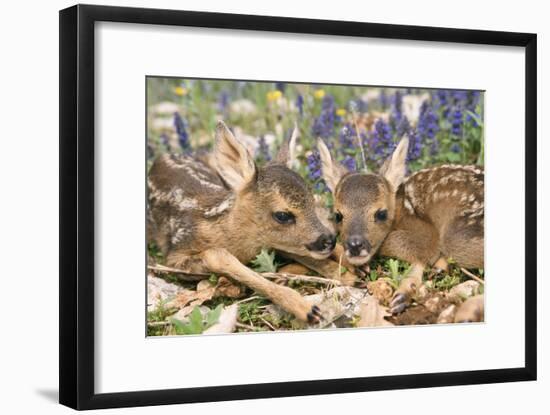 Roe Deer Two Young-null-Framed Photographic Print