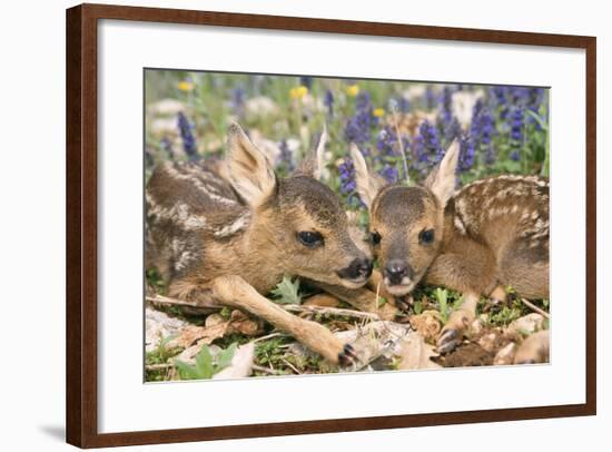 Roe Deer Two Young-null-Framed Photographic Print