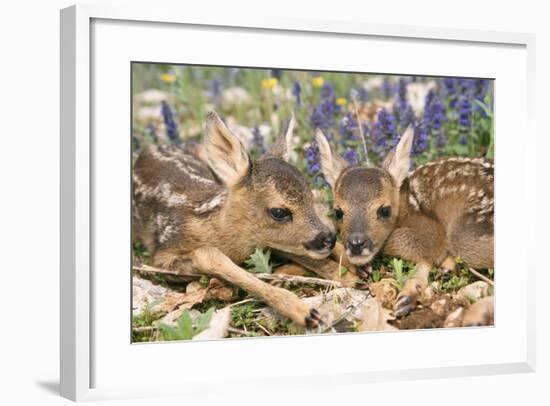 Roe Deer Two Young-null-Framed Photographic Print